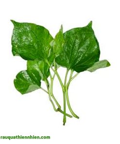 Lá Lốt Hữu Cơ