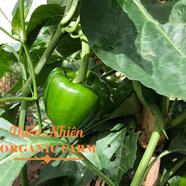 otchuong