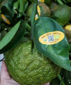 Cam Organic Thiên Nhiên Farm