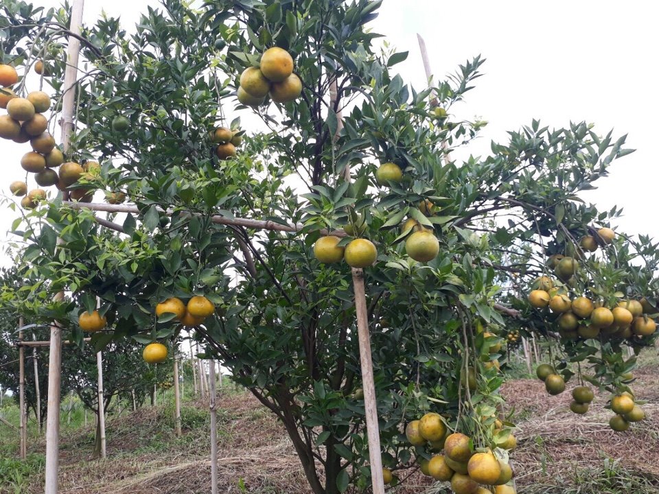 quyt-organic-4