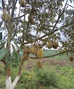 Sầu riêng Organic